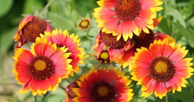 Blanket Flower (Gaillardia)