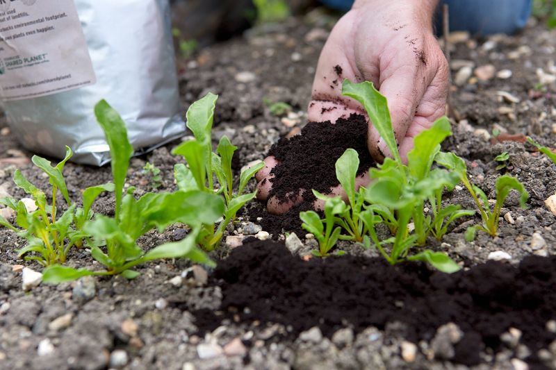 Sprinkle Coffee Grounds Sparingly Around the Base