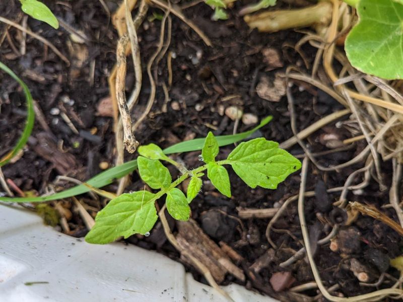 Self-Seeded Plants Appearing in Unexpected Places