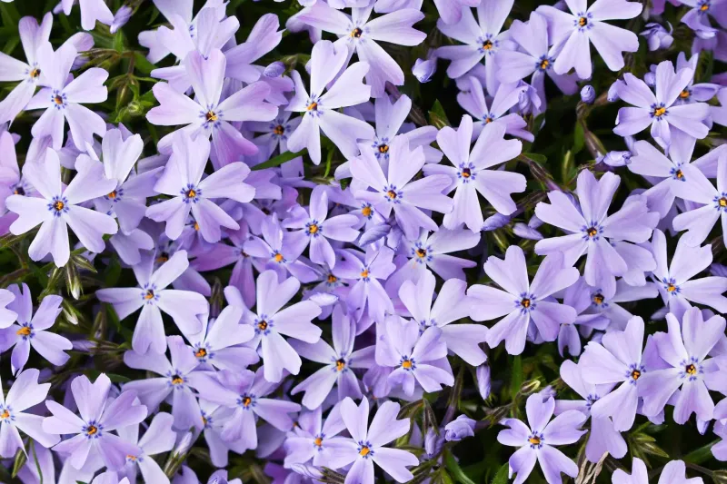 Creeping Phlox