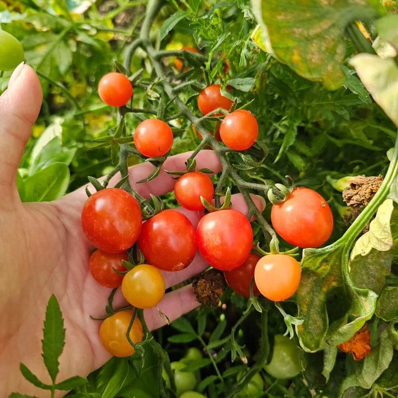Never Switching Fertilizers After Early Growth