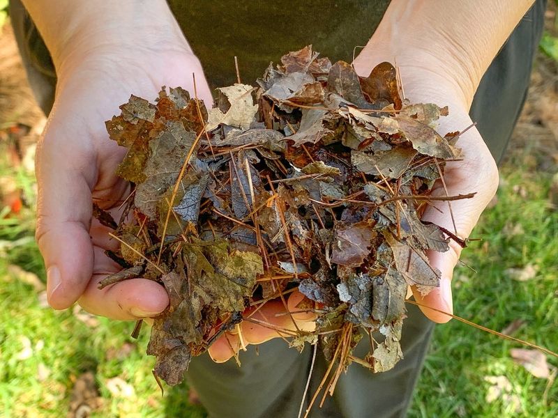 Free Leaf Mulch
