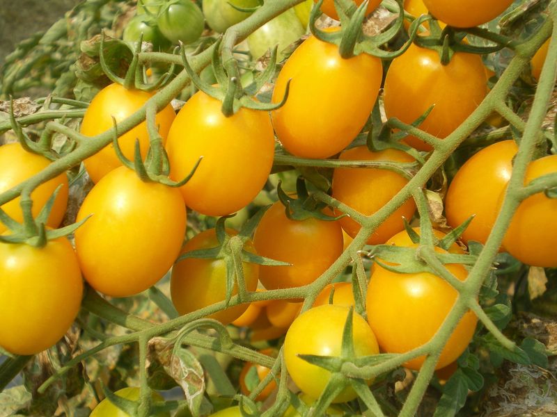 Choose Crack-Resistant Tomato Varieties
