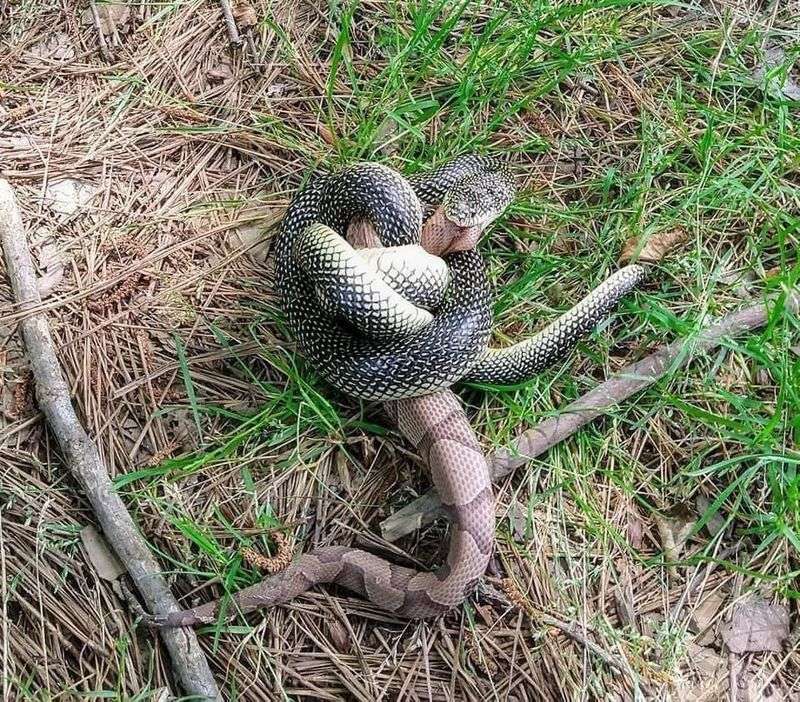 The Only Good Snake Is a Dead Snake