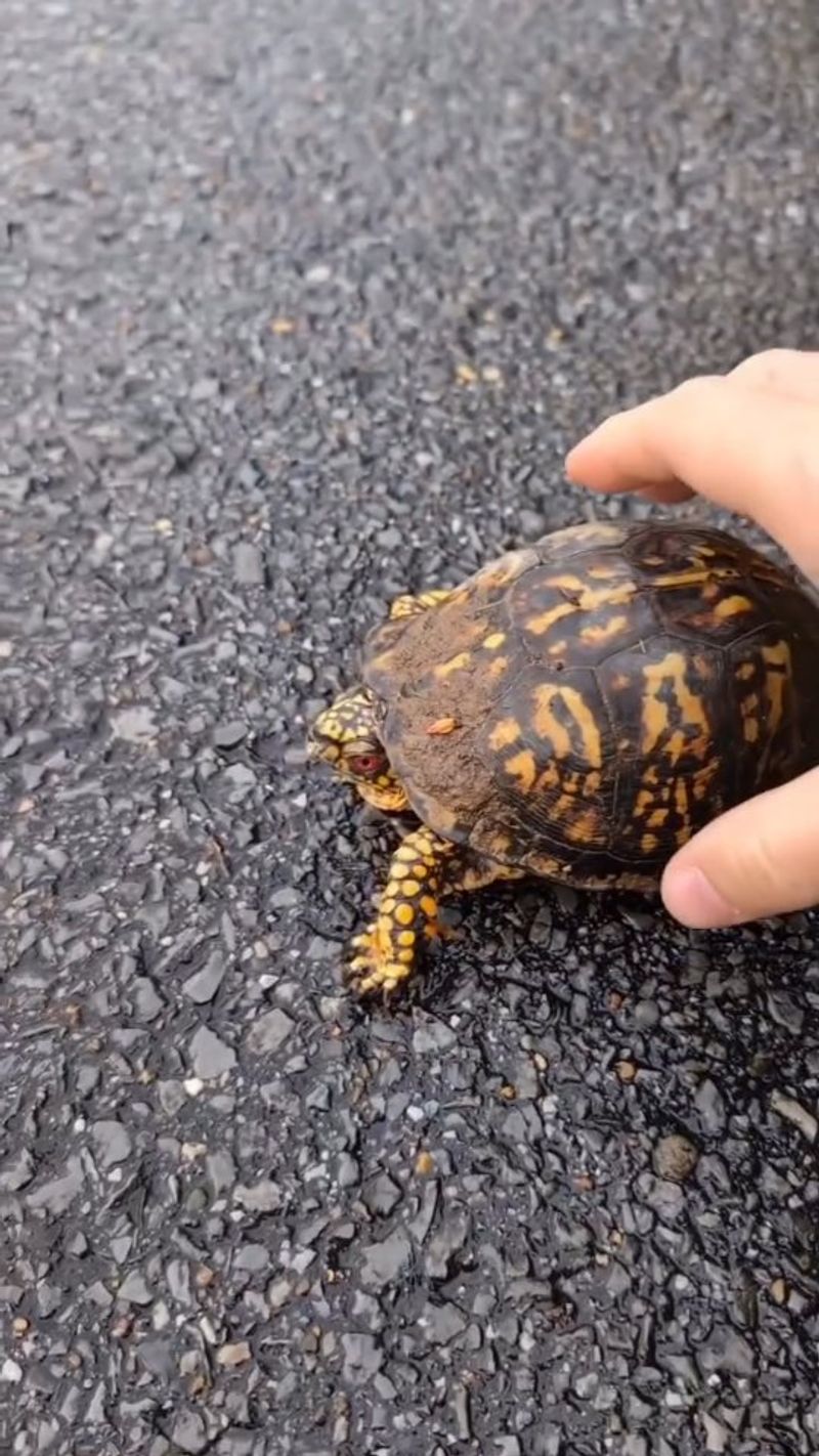 Help a Road-Crossing Turtle Without Sending It Back