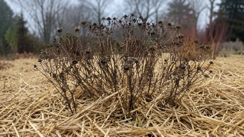 Mulch Heavily for Winter Protection