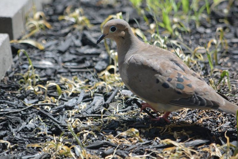 Mourning Dove