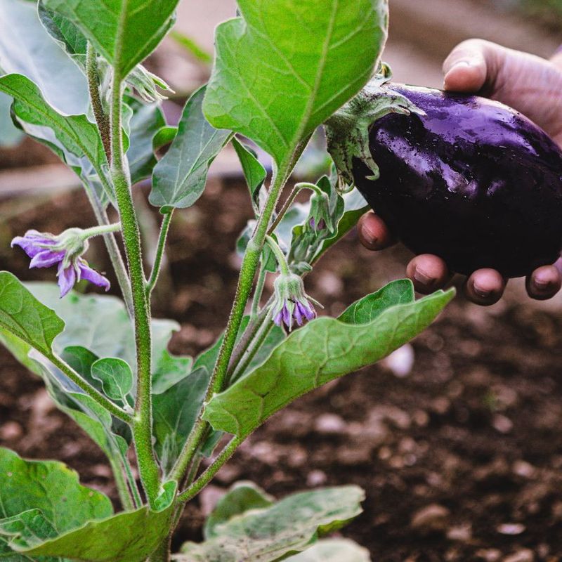 Eggplant