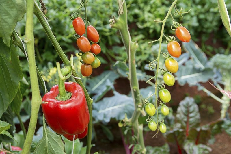 Peppers