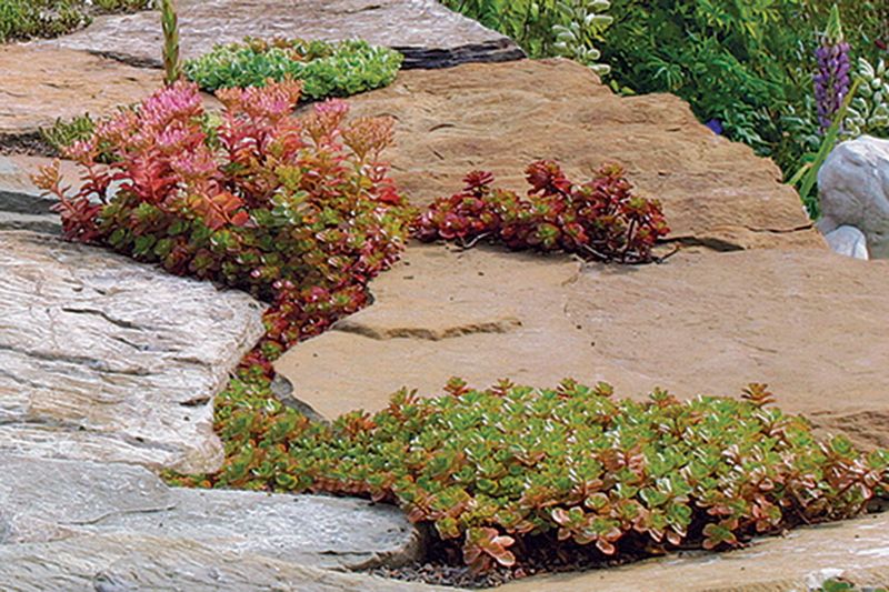 Sedum