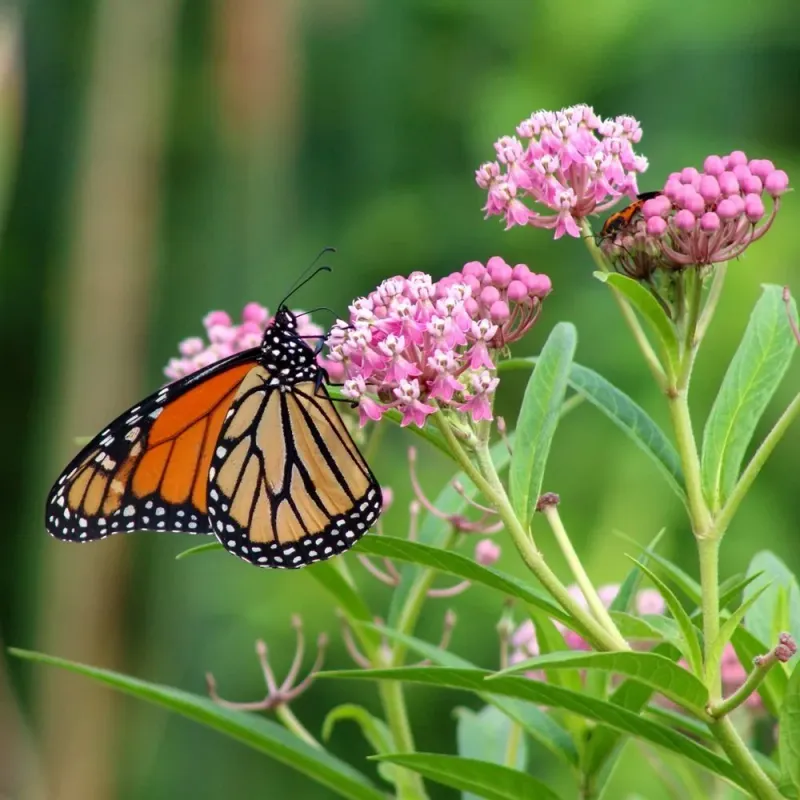 Swamp Milkweed (Asclepias incarnata)