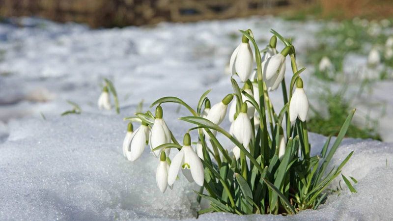 Snowdrops