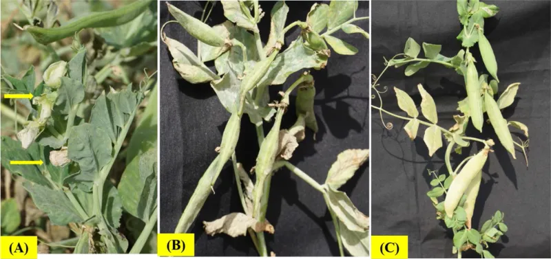 Heat Can Abort Flowers or Leave Pods Poorly Filled