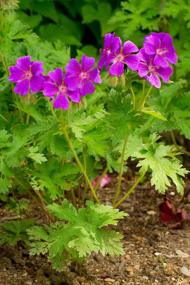 Hardy Geranium (Cranesbill)