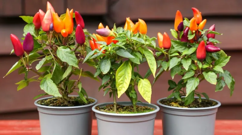 Choose a Milder, Balanced Ratio for Container Peppers