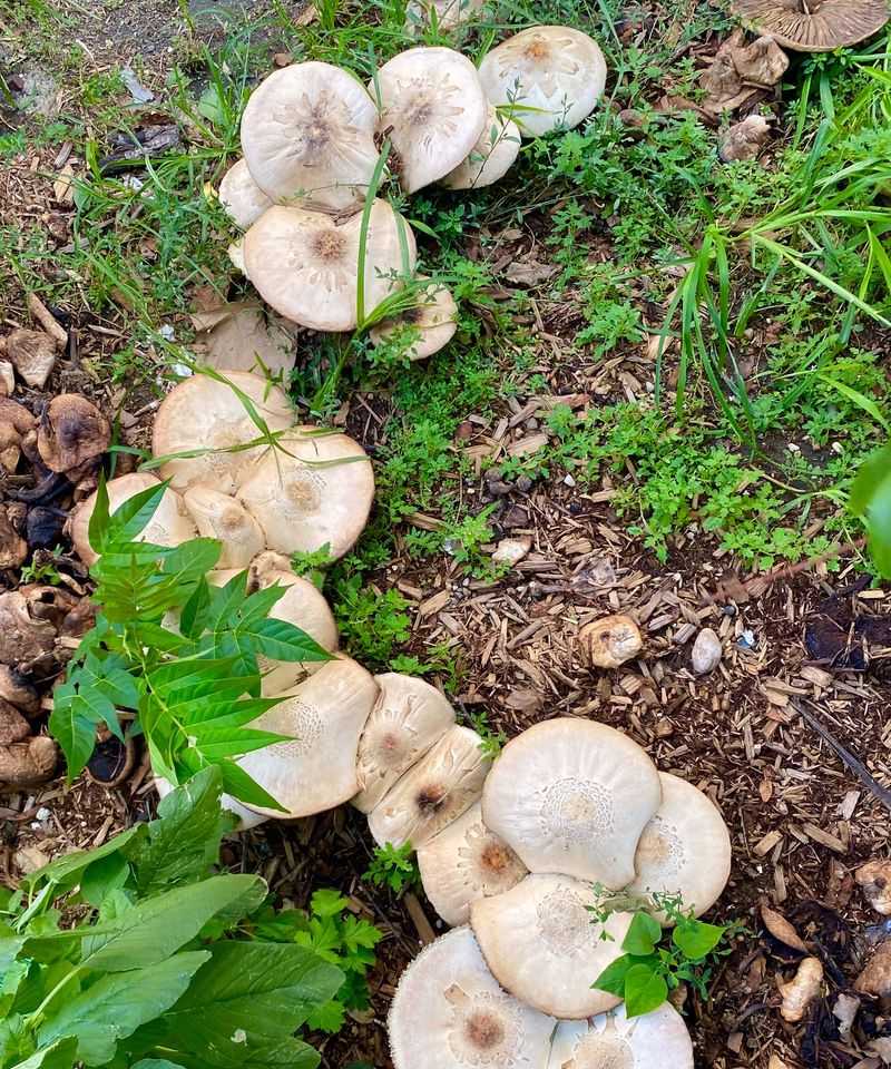 Your Soil Is Rich In Organic Matter