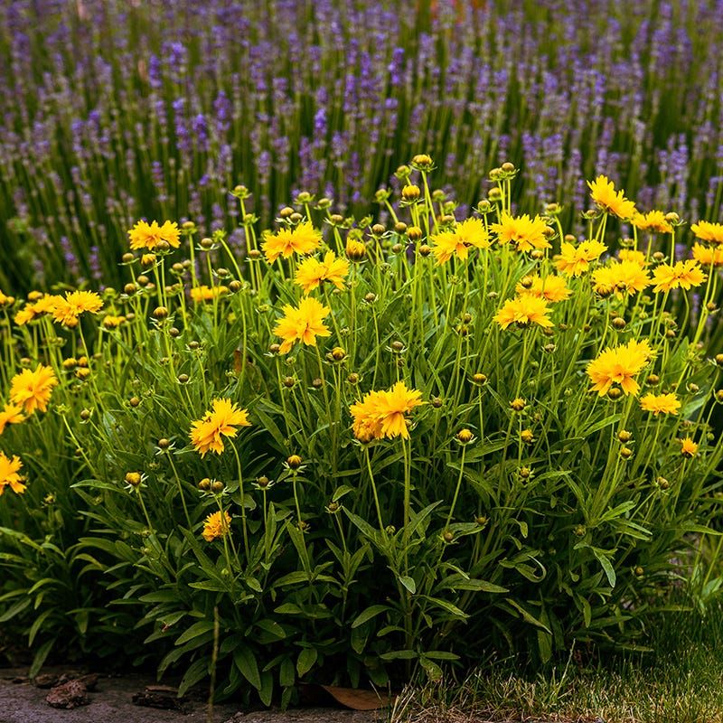 Coreopsis (Tickseed)