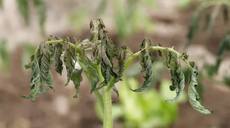 Underwatering