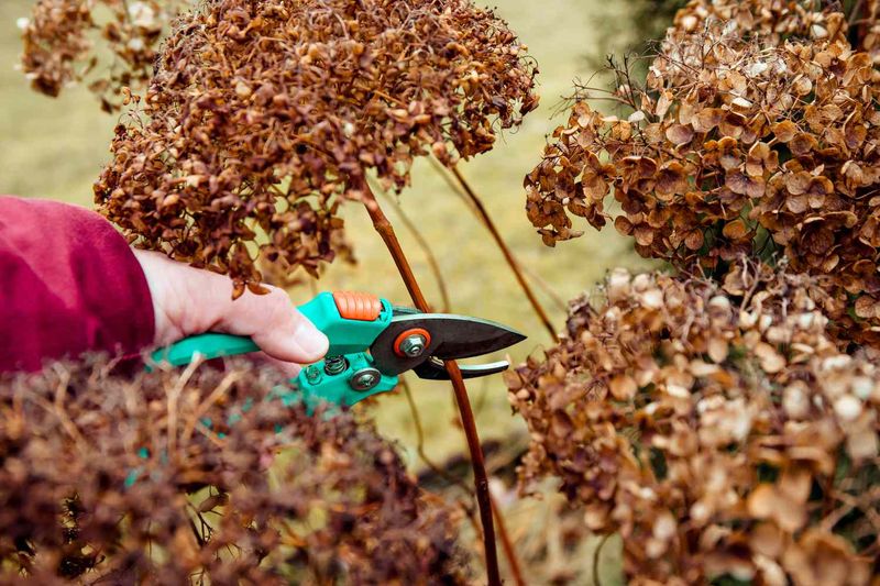Never Prune in Fall or Winter