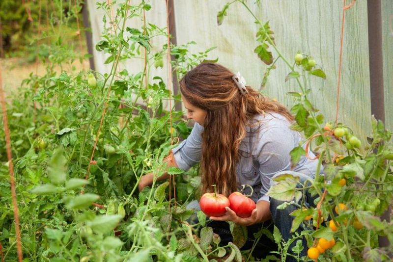 The best pruning fix is the one your tomato actually needs