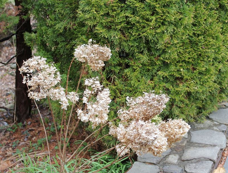 New-wood hydrangeas have a different pruning window