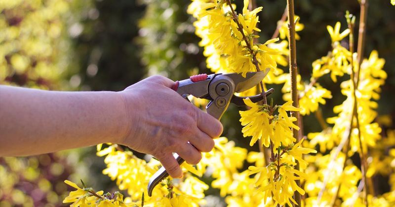 The right pruning window follows flowering