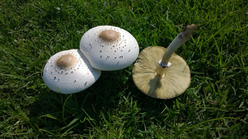 Green-Spored Parasol (Chlorophyllum molybdites)