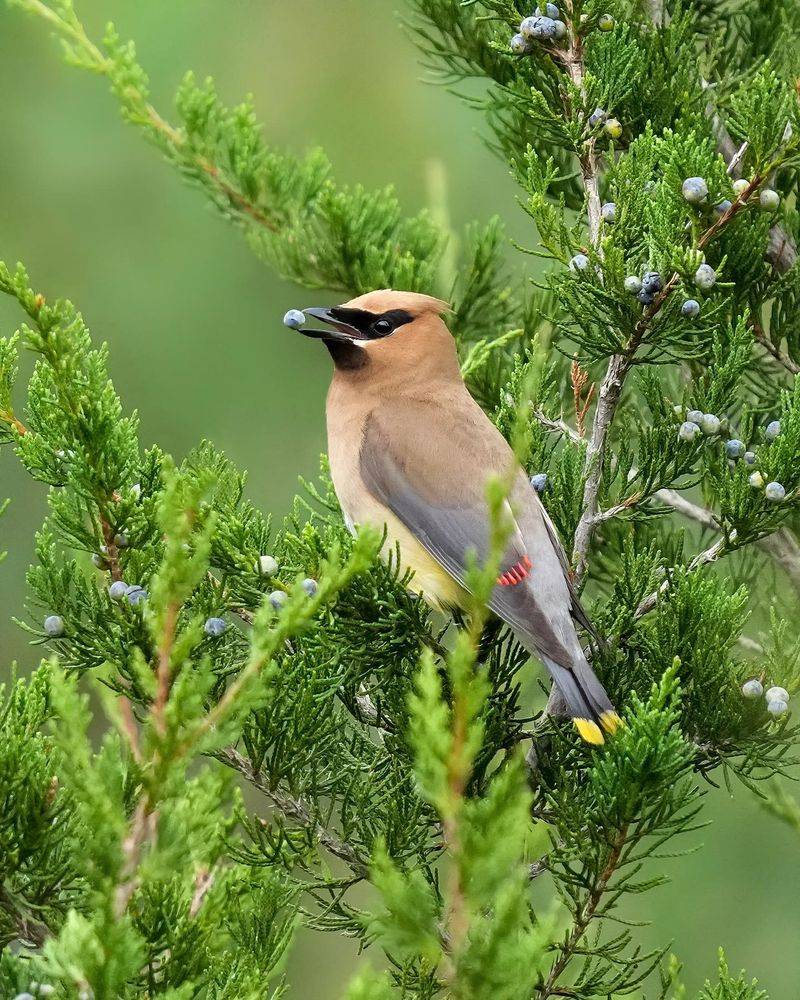 Cedar Waxwing