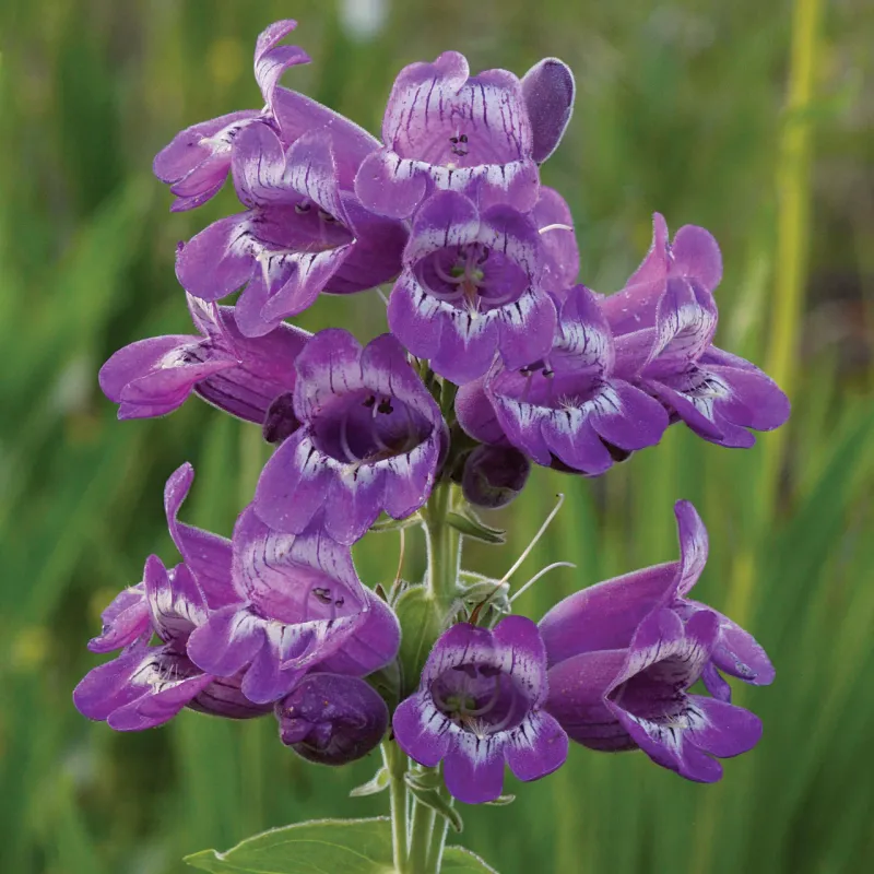 Penstemon (Beardtongue)