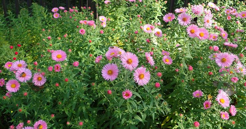 Give a tall aster sun, space, and room for airflow