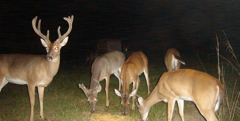 Nighttime visits do not prove the rut is driving the browsing