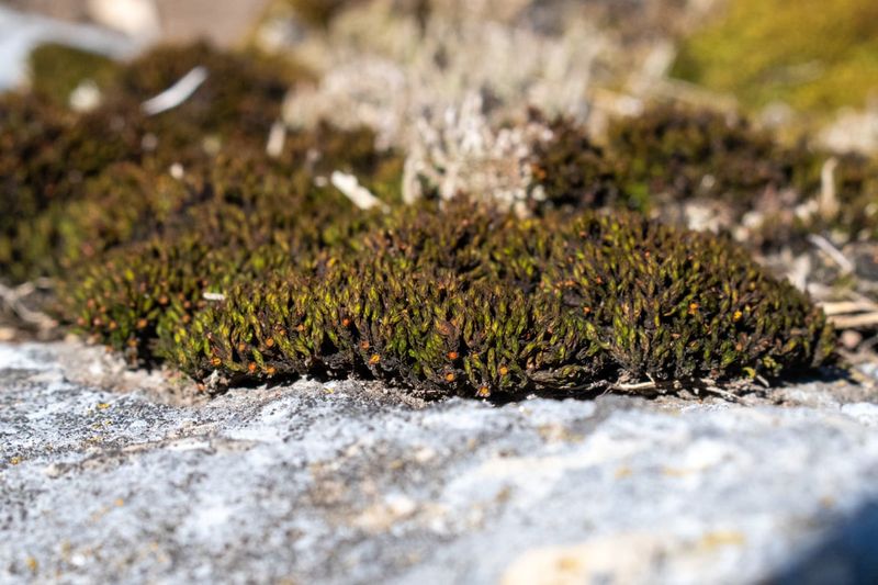 Your Soil Is Rocky or Shallow