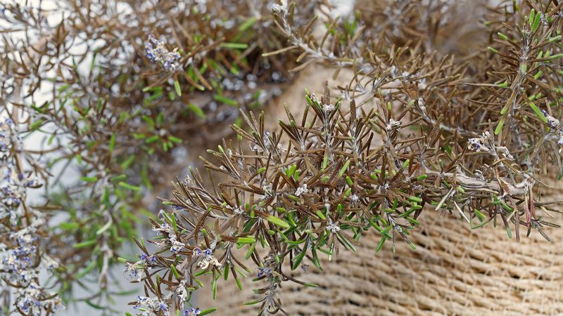 Could cold have stressed the plant first?