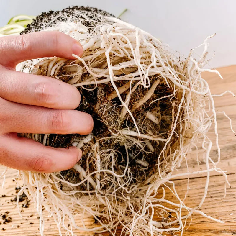 Repot Rootbound Plants Into Bigger Homes