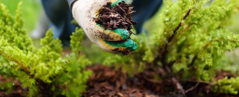 Mulch the Base With a Cool Blanket