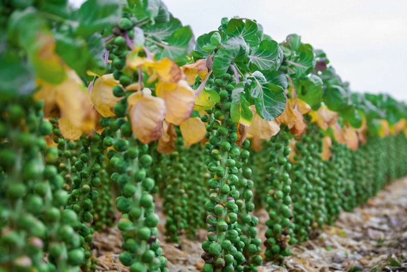 Brussels Sprouts