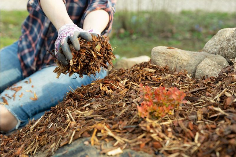 Mulch Lightly in Cold Zones