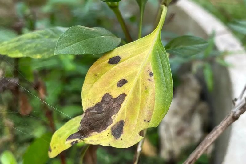 Overwatering and Root Rot