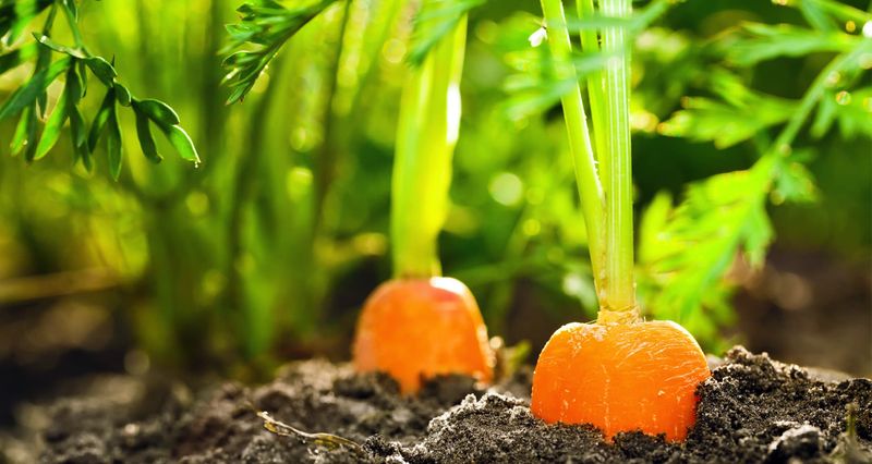 North Carolina’s carrot calendar depends on location