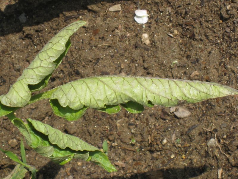 Physiological Leaf Roll