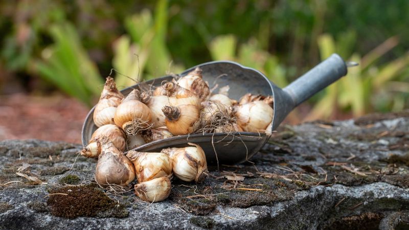 Daffodil bulbs can be mistaken for onions