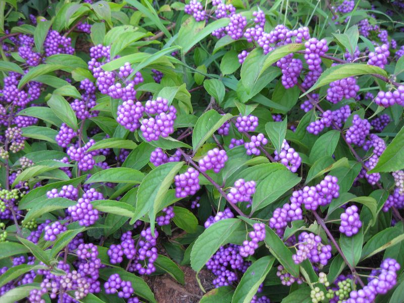 Verify the species and prune at the right time