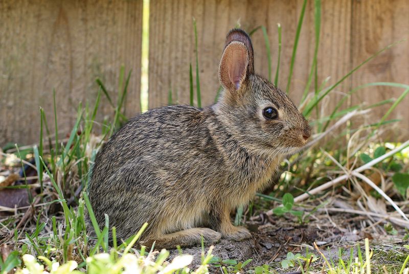 Rabbits Sheltering Near Fences And Shrubs
