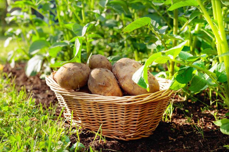 Potatoes