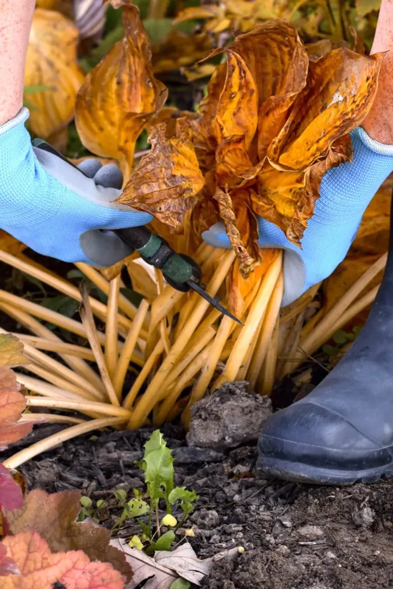 Cut Back Yellowed or Frost-Damaged Foliage