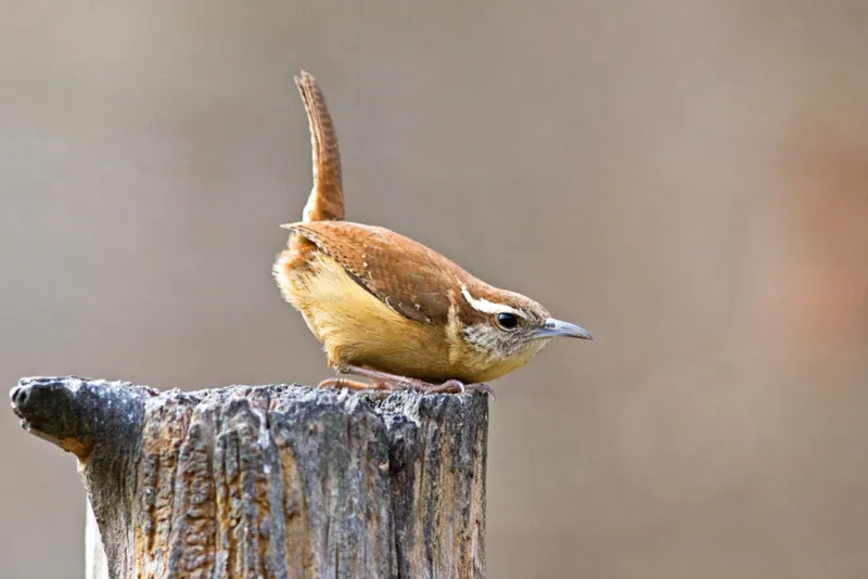 Carolina Wren