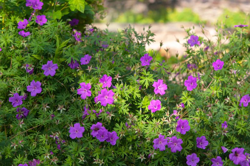 Hardy Geraniums