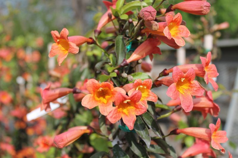Crossvine (Bignonia capreolata)