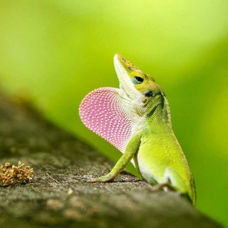 A Quiet Bed Does Not Prove the Anoles Are Gone