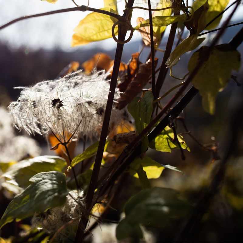 Fall is not the time for a blanket cutback